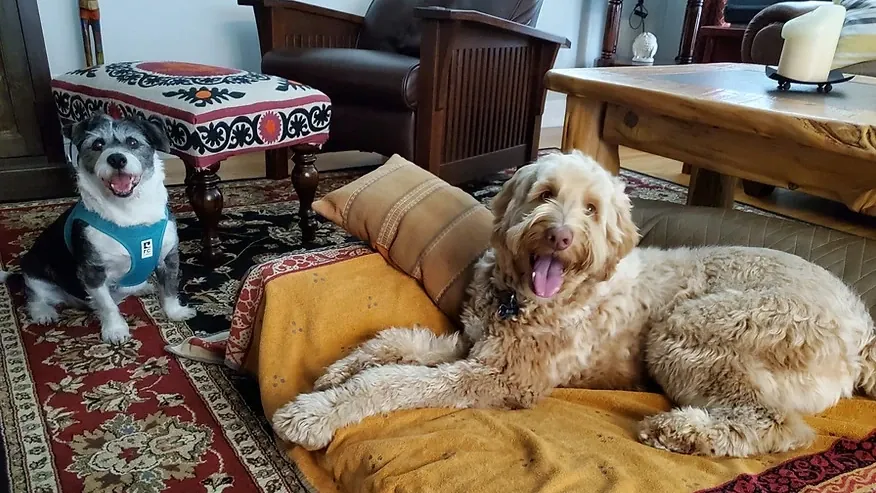 Two dogs relaxing indoors on bedding during in-home pet sitting.