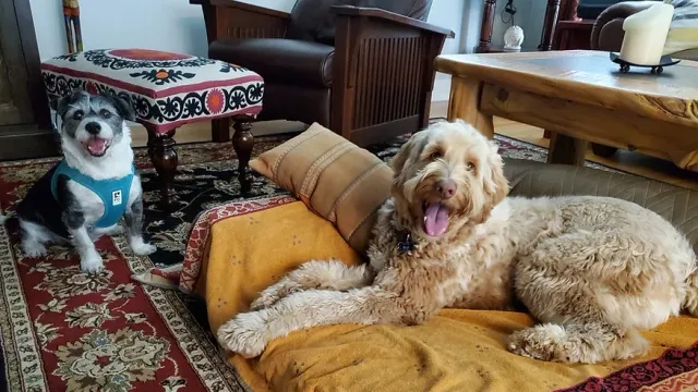 Two dogs relaxing indoors on bedding during in-home pet sitting.
