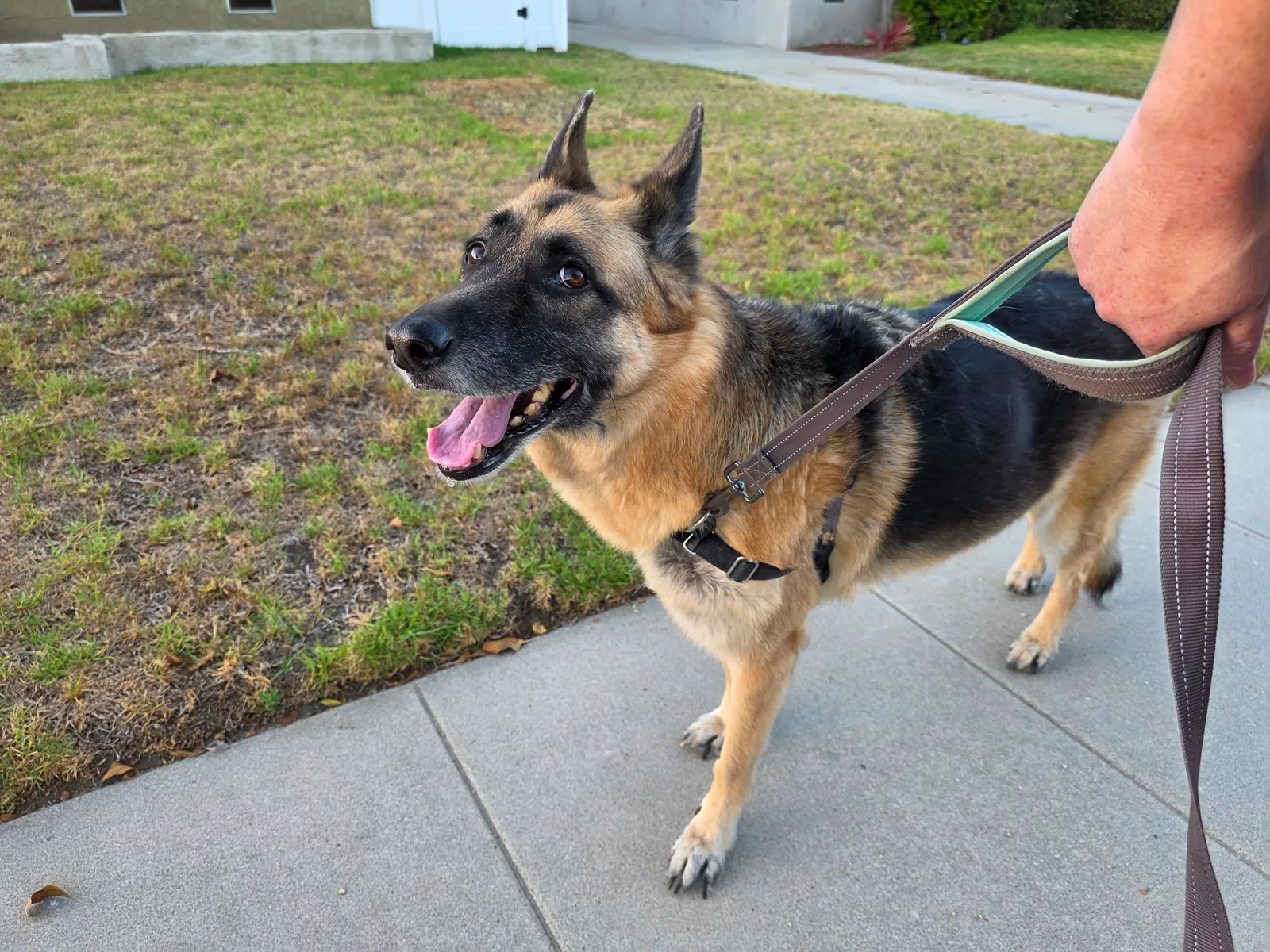 Bruno, a German shepherd, wearing his PetSafe Easy Walk Harness on a walk.