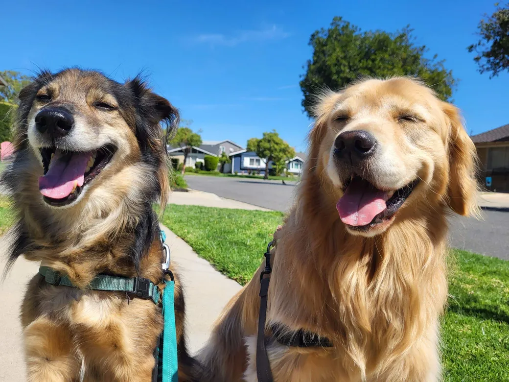 Jackson and Rindi wearing their PetSafe Easy Walk Harnesses on a walk.