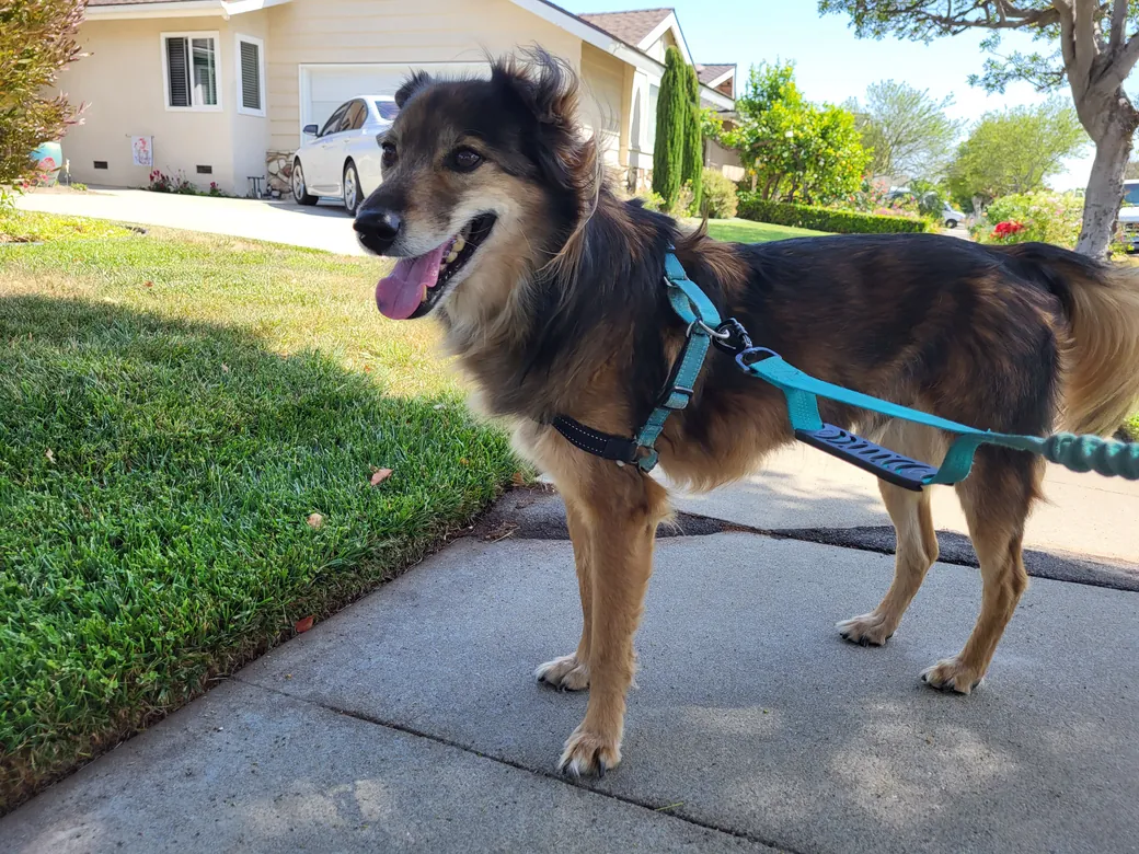 Jackson wearing his turquoise PetSafe Easy Walk Harness on a walk.
